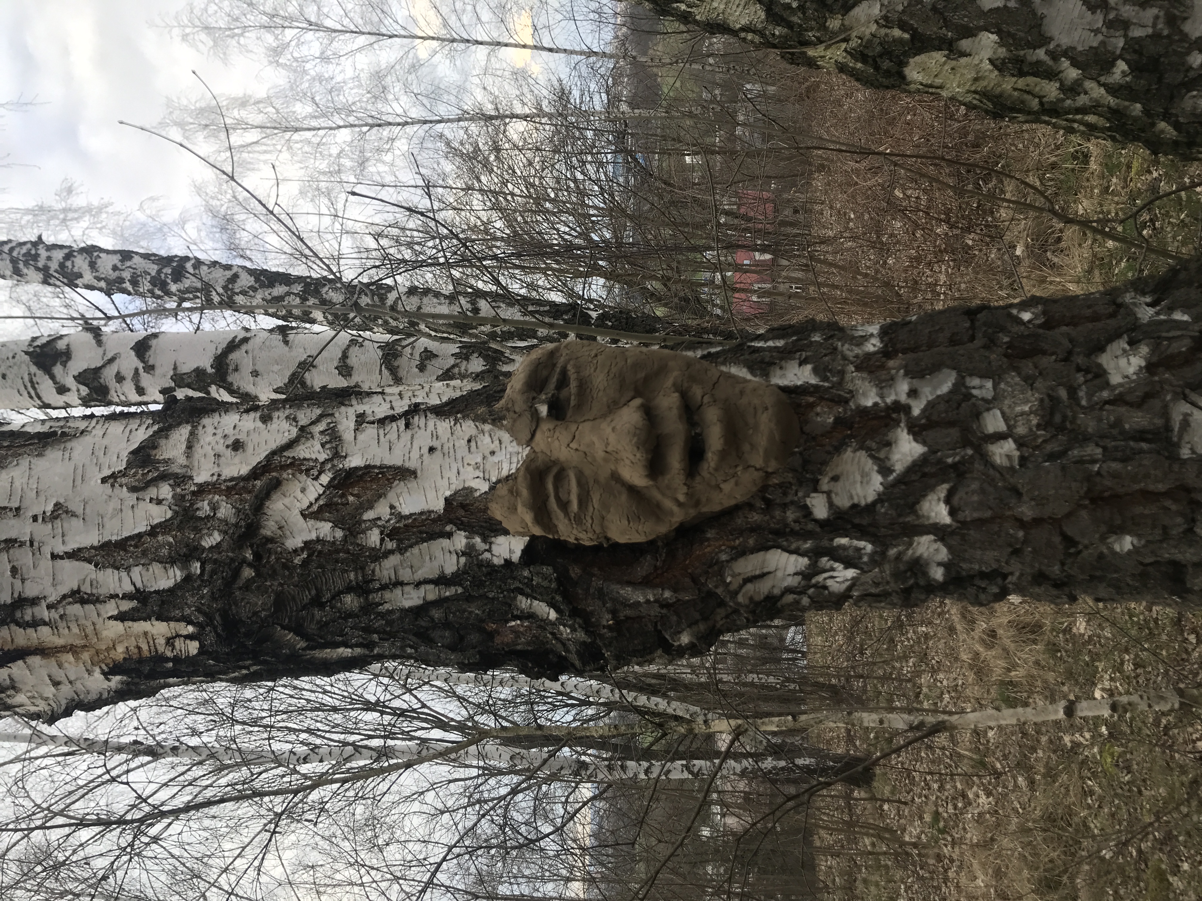 clay/fiber 55